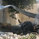 Illustration for article titled Syria Has Best/Worst Excuse Ever For Helicopter Crash